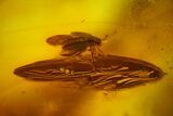 Fossil Scale Insect (Coccoidea) & Two Flies (Diptera) in Baltic Amber #159776-3